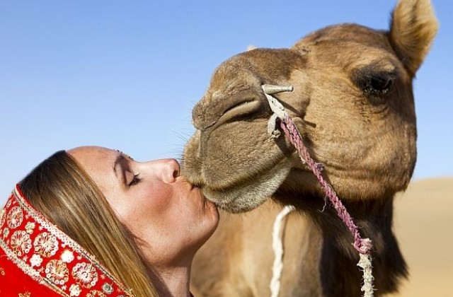 Любопитно! Отстраниха 12 камили от конкурс за красота